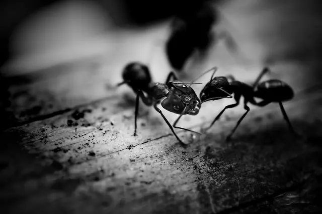 US Pest Control — photo from the business 2