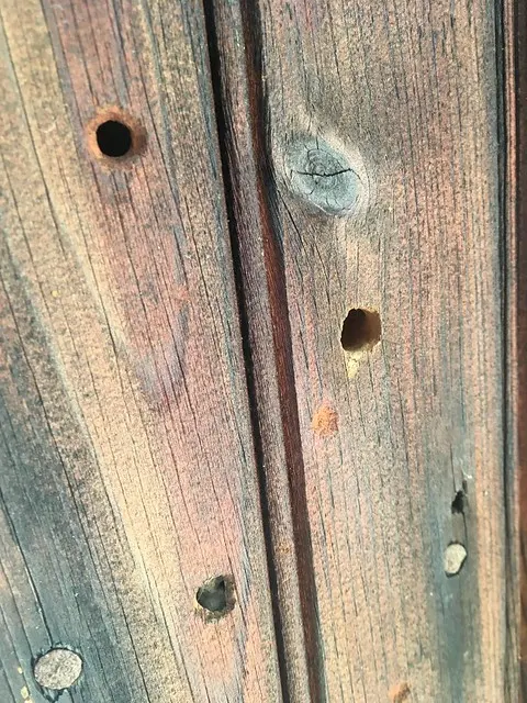 US Pest Control — photo from the business 8