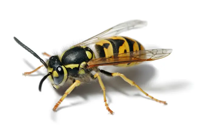 US Pest Control — photo from the business 12