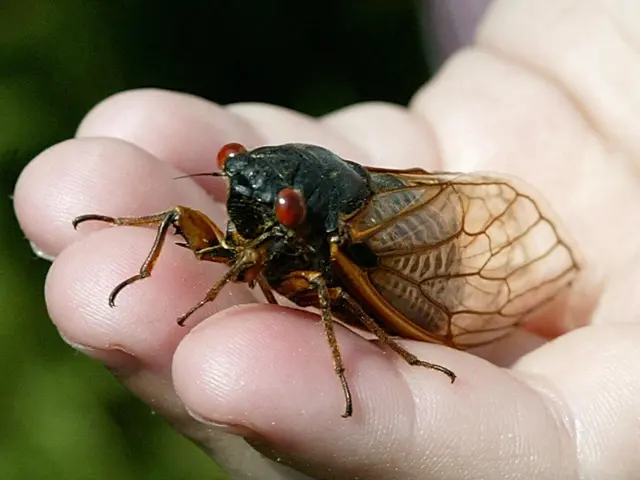 US Pest Control — photo from the business 10