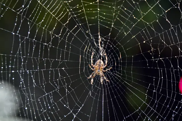 US Pest Control — photo from the business 4