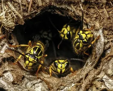 US Pest Control — photo from the business 1