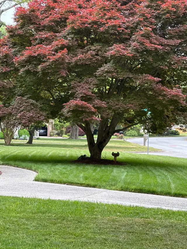 Agronomic Lawn Management — customer photo 11