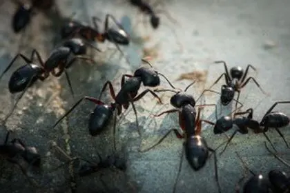 Landmark Pest Management — photo from the business 11