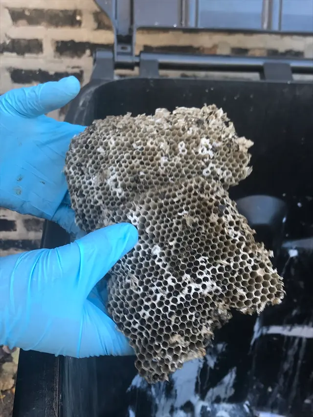 Chem-Wise Pest Management — customer photo 3
