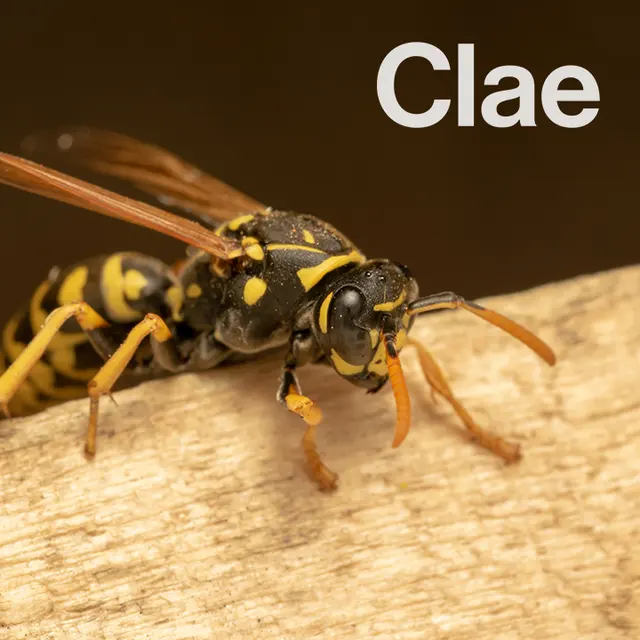 Clae Pest Control — photo from the business 4