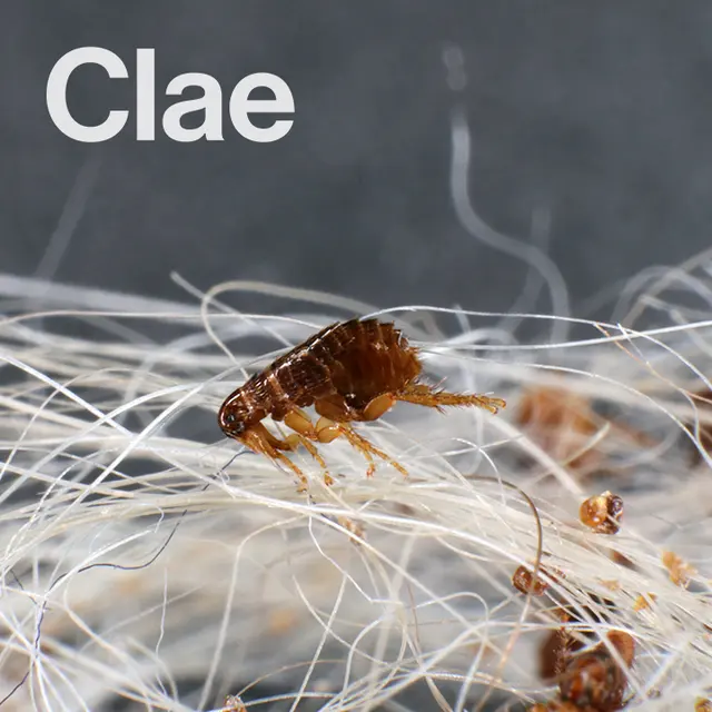 Clae Pest Control — photo from the business 8