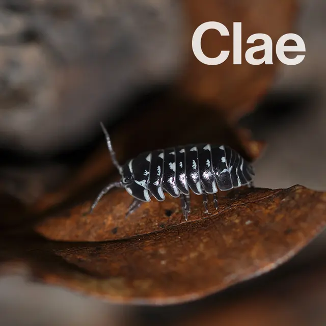Clae Pest Control — photo from the business 10