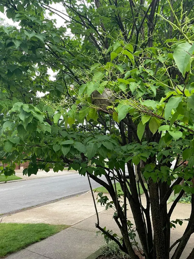 Clae Pest Control — customer photo 2