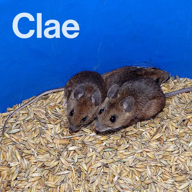 Clae Pest Control — photo from the business 6