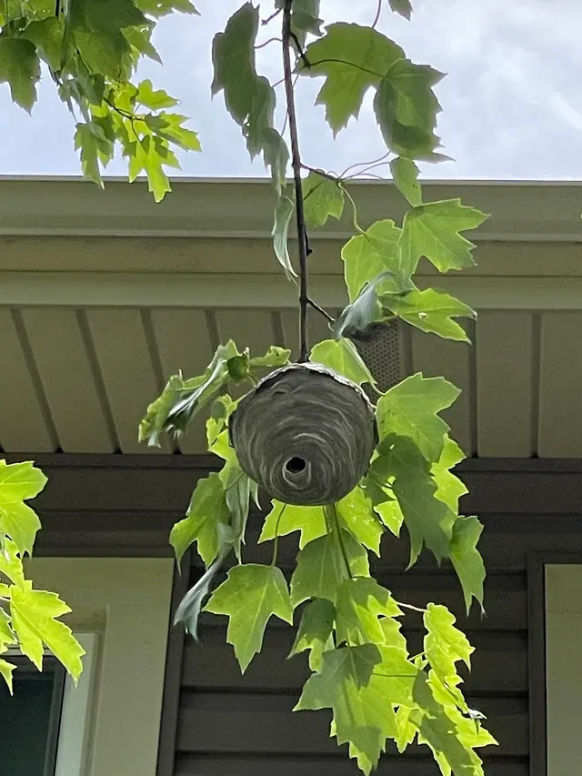 Bigfoot Pest Control — photo from the business 5