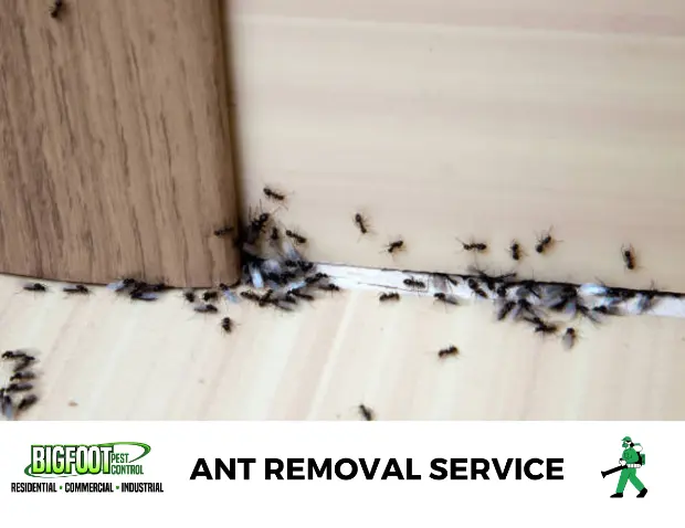 Bigfoot Pest Control — photo from the business 2