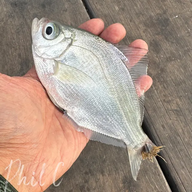 Customer photo of work by Young's Tackle, from Phil C's review