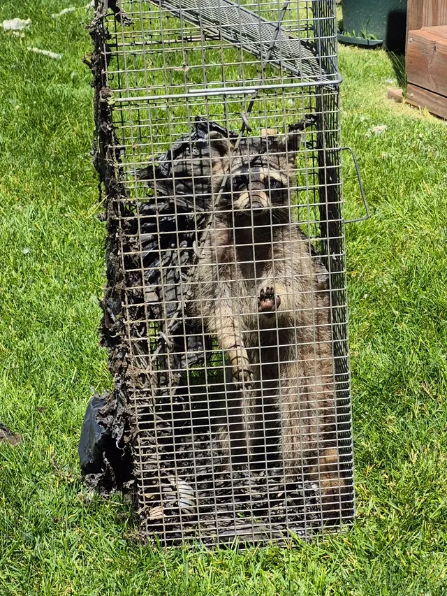 Guardian Pest Control — customer photo 6