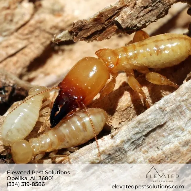 Elevated Pest Solutions — photo from the business 2