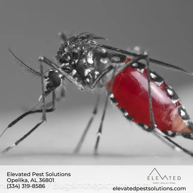 Elevated Pest Solutions — photo from the business 9