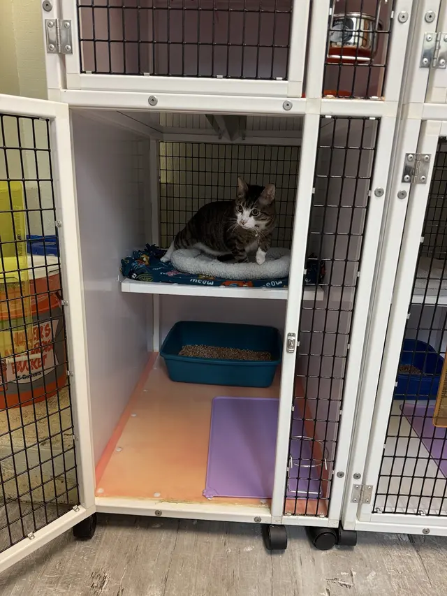 Purrfect Cat Boarding Shoreline — customer photo 2