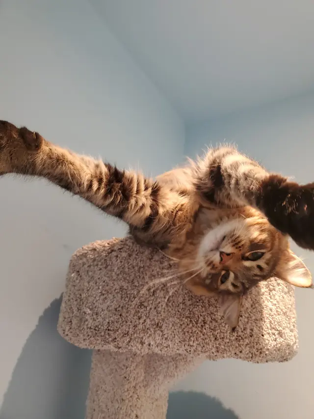 Purrfect Cat Boarding Shoreline — photo from the business 9