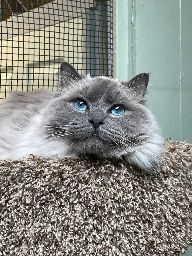 Purrfect Cat Boarding Shoreline — photo from the business 4