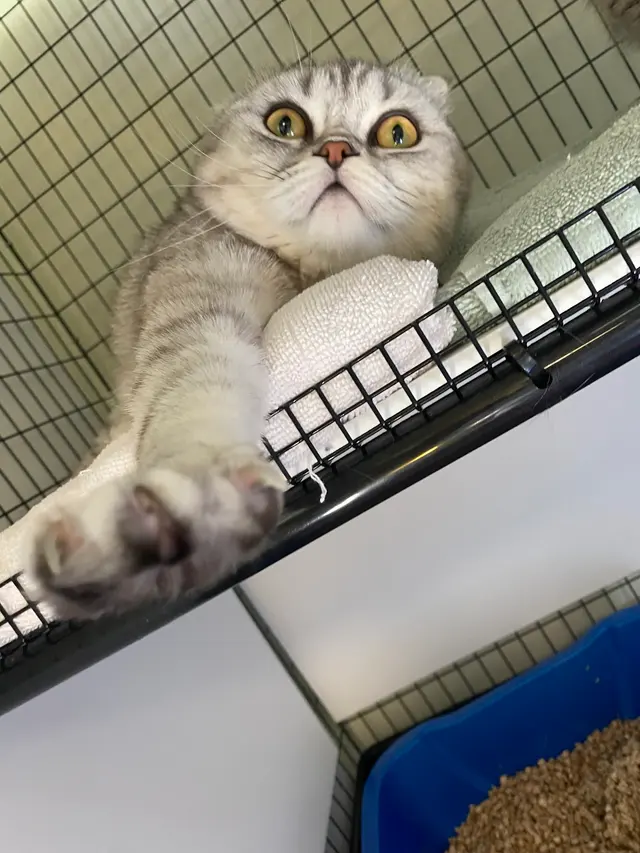 Purrfect Cat Boarding Shoreline — photo from the business 8