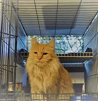 Purrfect Cat Boarding Shoreline — photo from the business 6