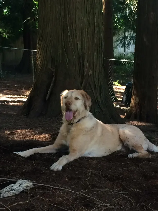 Pet Sitting by Alicia — photo from the business 10