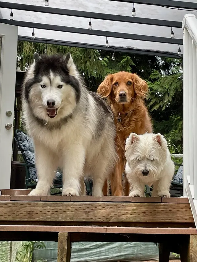 Pet Sitting by Alicia — customer photo 2