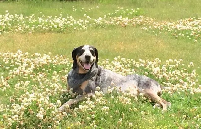 Pet Sitting by Alicia — photo from the business 1