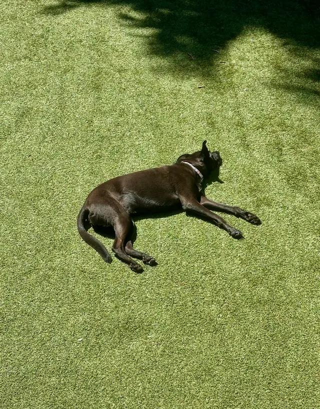 Pet Sitting by Alicia — customer photo 11
