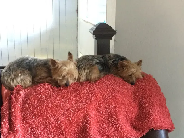 Pet Sitting by Alicia — photo from the business 8