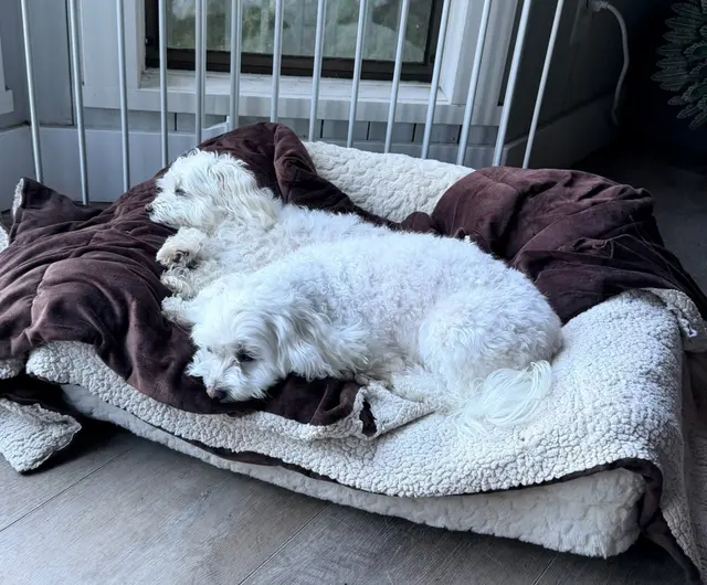 Pet Sitting by Alicia — customer photo 5