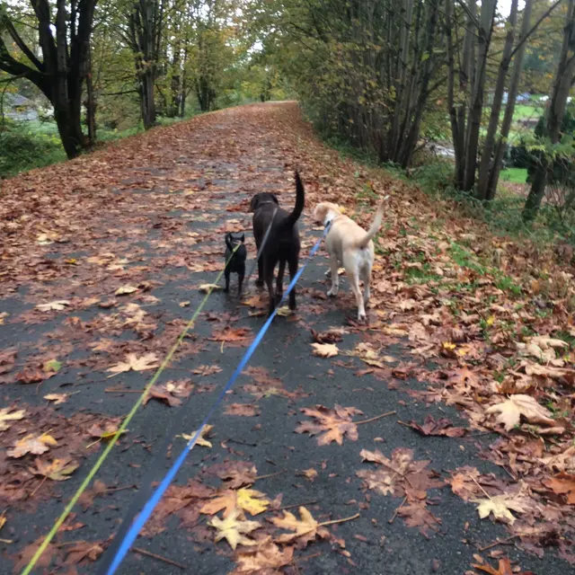 Pet Sitting by Alicia — photo from the business 7