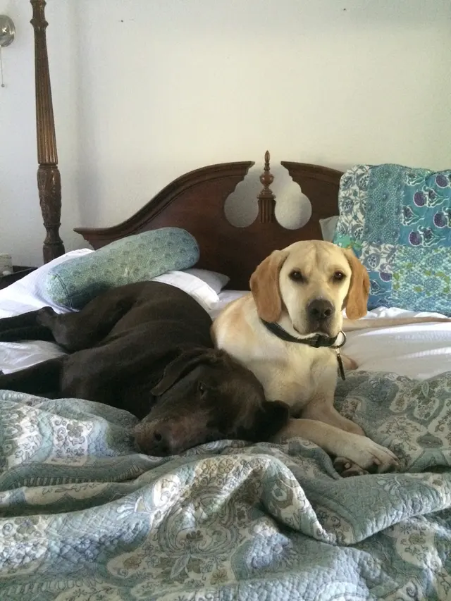 Pet Sitting by Alicia — photo from the business 3