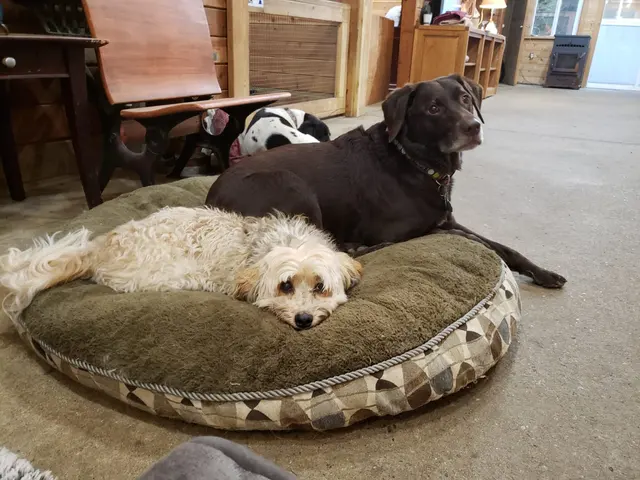 Mountain View Dog Ranch — photo from the business 7
