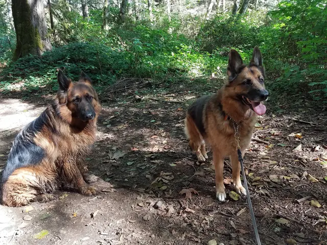 Mountain View Dog Ranch — photo from the business 3