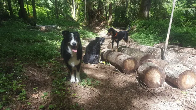 Mountain View Dog Ranch — photo from the business 10