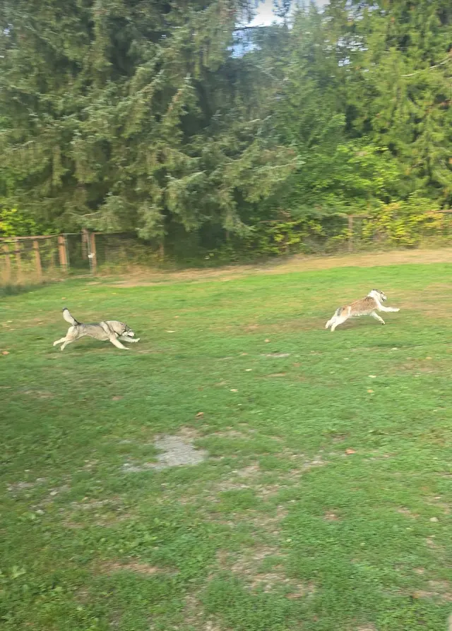 Mountain View Dog Ranch — customer photo 9