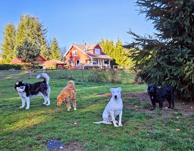 Mountain View Dog Ranch — customer photo 4