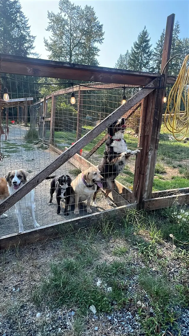 Customer photo of work by Mountain View Dog Ranch, from Michelle Langer's review