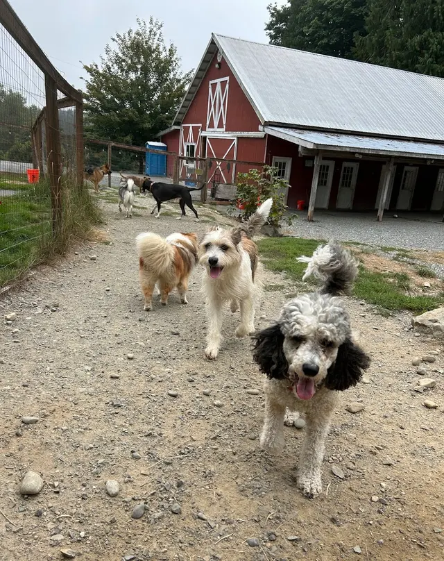 Mountain View Dog Ranch — customer photo 8
