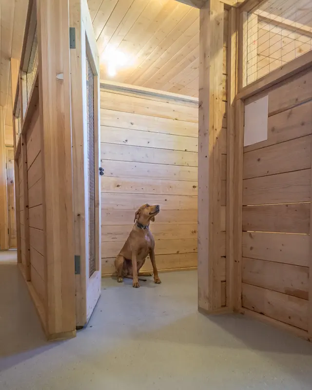Mountain View Dog Ranch — photo from the business 5