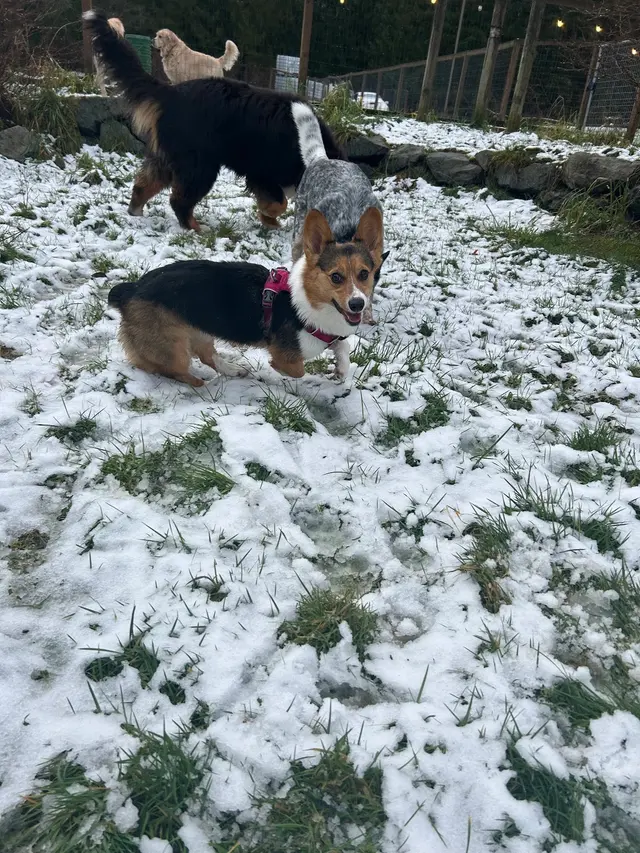 Mountain View Dog Ranch — customer photo 2