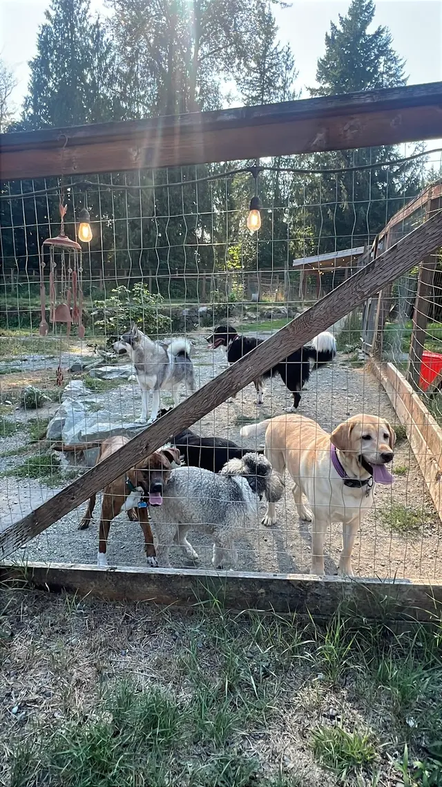 Mountain View Dog Ranch — customer photo 1