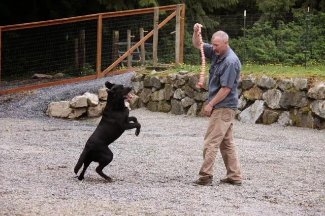 Mountain View Dog Ranch — photo from the business 12