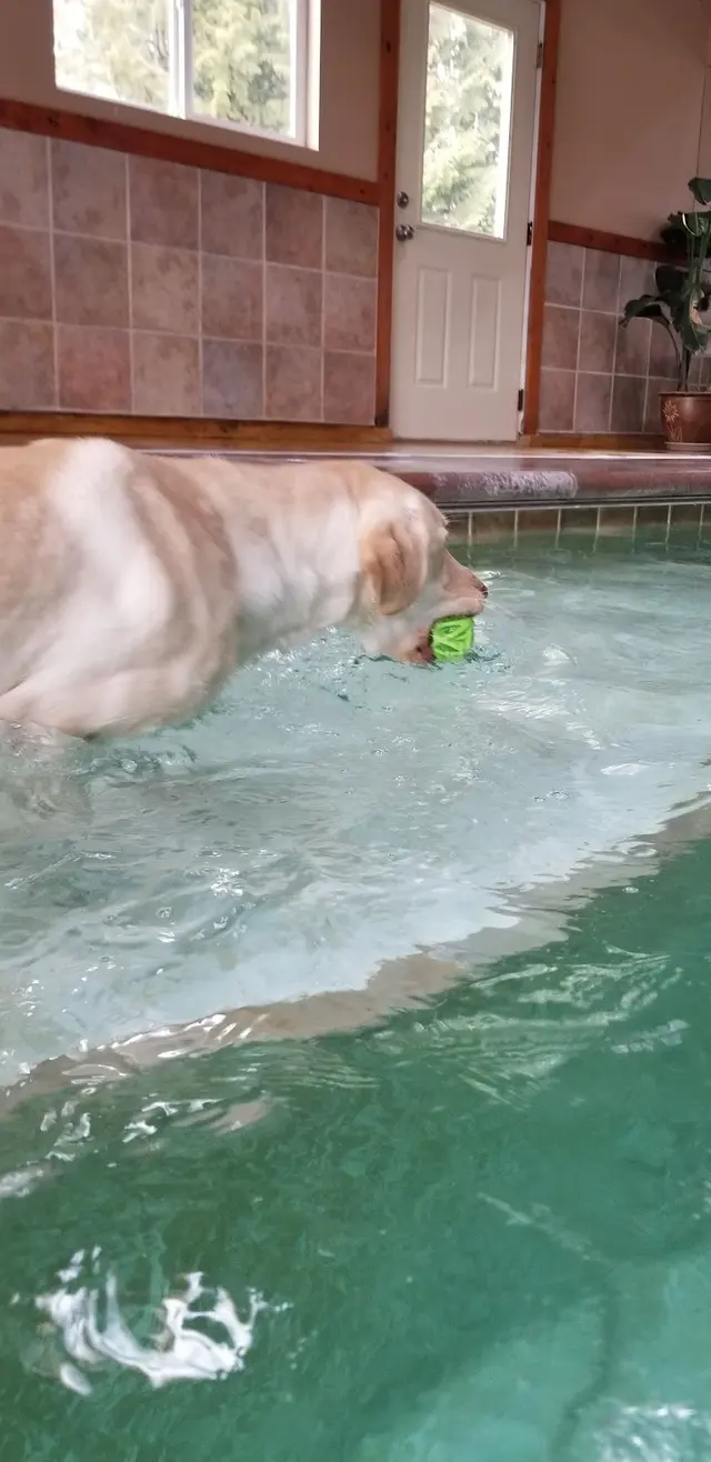 Paradise Pet Lodge — customer photo 11