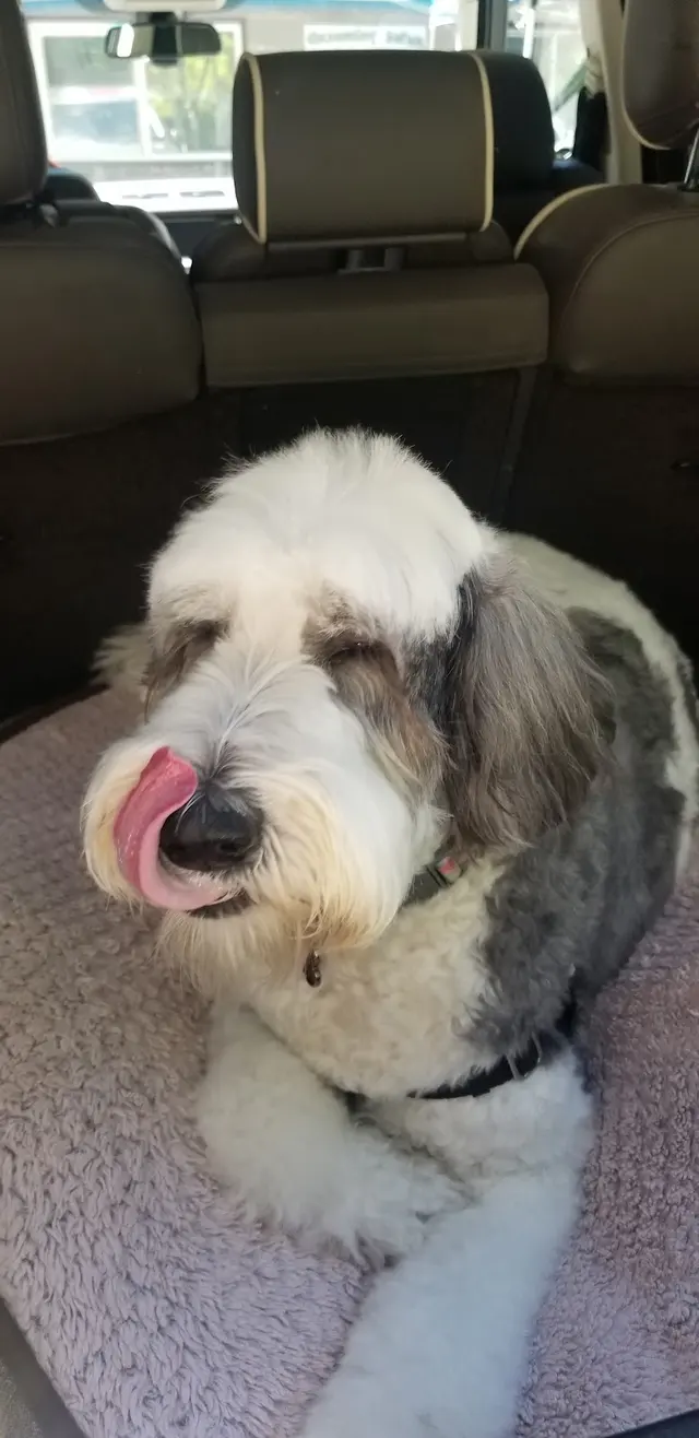 Paradise Pet Lodge — customer photo 7