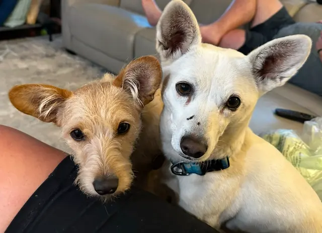 Paradise Pet Lodge — customer photo 9
