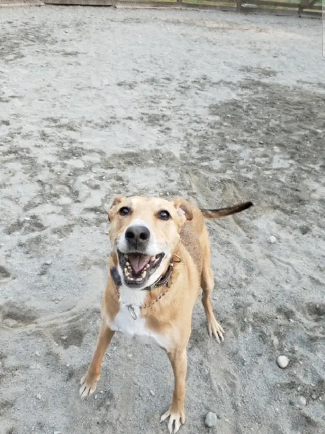 Paradise Pet Lodge — customer photo 8