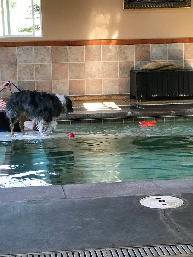 Paradise Pet Lodge — customer photo 12