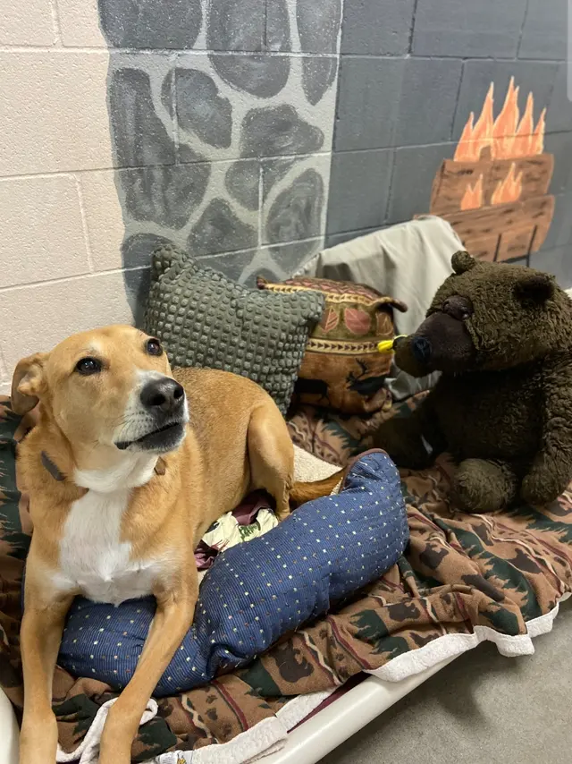 Paradise Pet Lodge — customer photo 5